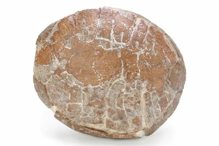 Colorful Fossil Tortoise (Stylemys) - South Dakota #249238